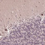 Merck Anti-ZNF709 antibody produced in rabbit