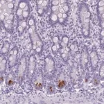Merck Anti-TMEM91 antibody produced in rabbit