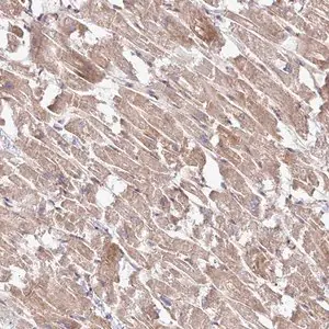 Merck Anti-TIMMDC1 antibody produced in rabbit