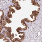 Merck Anti-SLC39A7 antibody produced in rabbit