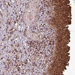 Merck Anti-OR6B1 antibody produced in rabbit