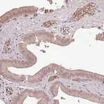Merck Anti-OLFML2B antibody produced in rabbit