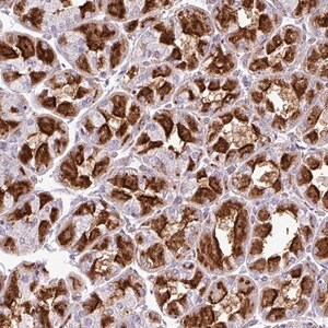 Merck Anti-ZNF106 antibody produced in rabbit