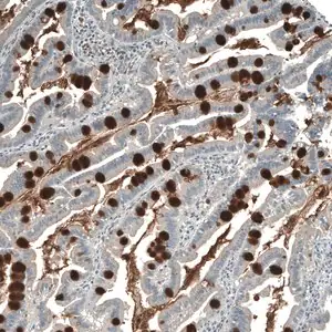 Merck Anti-PIGA antibody produced in rabbit