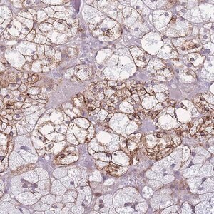 Merck Anti-CXORF57 antibody produced in rabbit