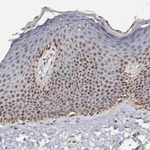 Merck Anti-ZNF473 antibody produced in rabbit