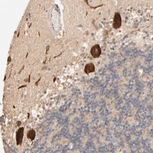 Merck Anti-CLEC4E antibody produced in rabbit