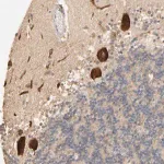 Merck Anti-CLEC4E antibody produced in rabbit