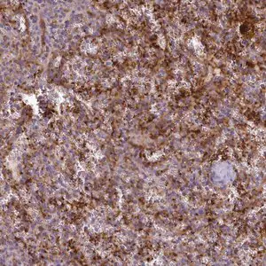 Merck Anti-CD300LF antibody produced in rabbit
