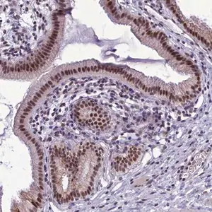 Merck Anti-CEACAM19 antibody produced in rabbit