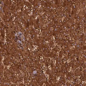 Merck Anti-HHAT antibody produced in rabbit