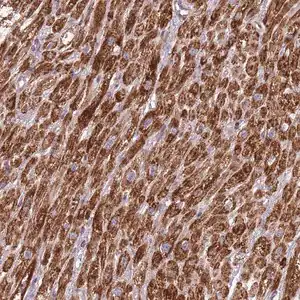 Merck Anti-IRS4 antibody produced in rabbit