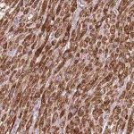 Merck Anti-IRS4 antibody produced in rabbit