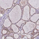 Merck Anti-MARVELD2 antibody produced in rabbit