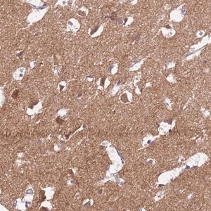 Merck Anti-HCN1 antibody produced in rabbit