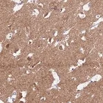 Merck Anti-HCN1 antibody produced in rabbit