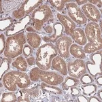 Merck Anti-SDHAF3 antibody produced in rabbit