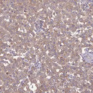 Merck Anti-GJA10 antibody produced in rabbit