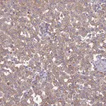 Merck Anti-GJA10 antibody produced in rabbit