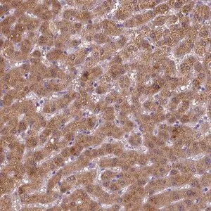 Merck Anti-BAAT antibody produced in rabbit