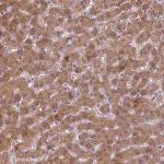 Merck Anti-BAAT antibody produced in rabbit