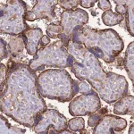Merck Anti-TRMO antibody produced in rabbit