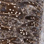 Merck Anti-OSTF1 antibody produced in rabbit