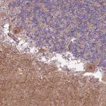 Merck Anti-CREBZF antibody produced in rabbit