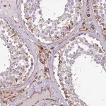 Merck Anti-ZNF786 antibody produced in rabbit