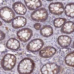 Merck Anti-TTLL11 antibody produced in rabbit