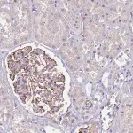 Merck Anti-TSGA13 antibody produced in rabbit