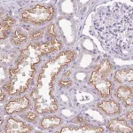Merck Anti-GLI4 antibody produced in rabbit