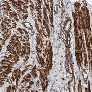 Merck Anti-TMEM70 antibody produced in rabbit