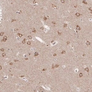 Merck Anti-NENF antibody produced in rabbit