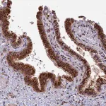 Merck Anti-HUNK antibody produced in rabbit