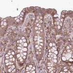 Merck Anti-MOCS3 antibody produced in rabbit