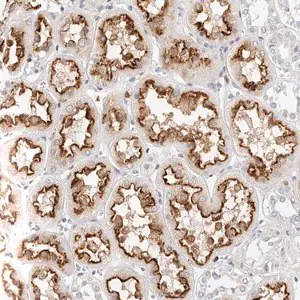 Merck Anti-TMEM63B antibody produced in rabbit