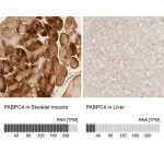 Merck Anti-PABPC4 antibody produced in rabbit