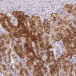 Merck Anti-NKX1-2 antibody produced in rabbit