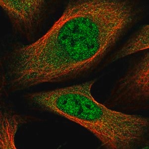 Merck Anti-GLMN antibody produced in rabbit