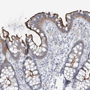Merck Anti-FAM131C antibody produced in rabbit
