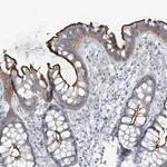 Merck Anti-FAM131C antibody produced in rabbit