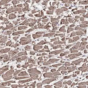 Merck Anti-GBF1 antibody produced in rabbit