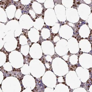 Merck Anti-UQCC2 antibody produced in rabbit