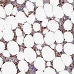 Merck Anti-UQCC2 antibody produced in rabbit