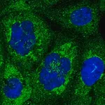 Merck Anti-NUP58 antibody produced in rabbit