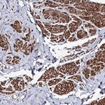 Merck Anti-MOCOS antibody produced in rabbit