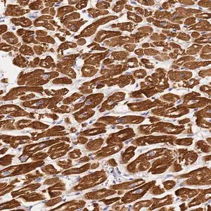 Merck Anti-MYL2 antibody produced in rabbit
