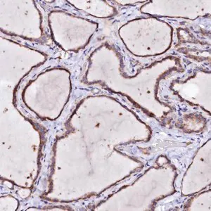 Merck Anti-BTBD16 antibody produced in rabbit