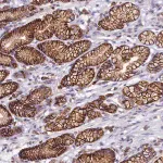 Merck Anti-HPS6 antibody produced in rabbit